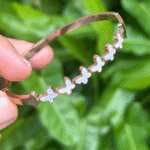 Zz Butterfly-partywear